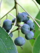 Live Plant Image