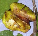 Live Plant Image