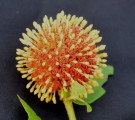 Live Plant Image