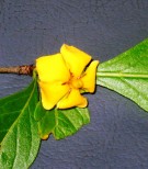Live Plant Image
