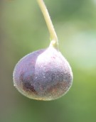 Live Plant Image