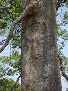 Live Plant Image