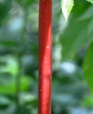 Live Plant Image