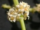 Live Plant Image