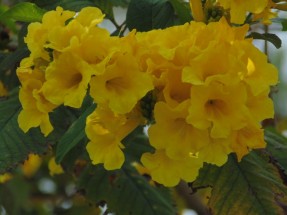 Live Plant Image