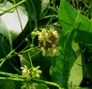 Live Plant Image