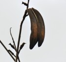 Live Plant Image