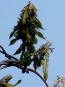 Live Plant Image