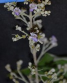 Live Plant Image