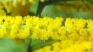 Live Plant Image