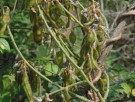 Live Plant Image