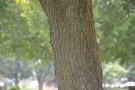 Live Plant Image