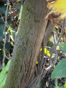 Live Plant Image