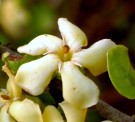 Live Plant Image