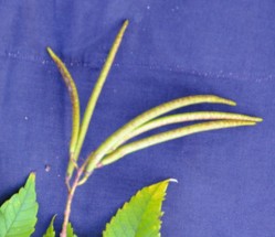 Live Plant Image