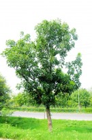 Live Plant Image