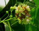Live Plant Image
