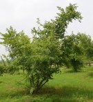 Live Plant Image