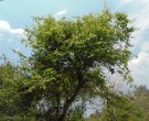 Live Plant Image