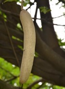 Live Plant Image