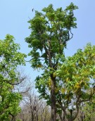 Live Plant Image
