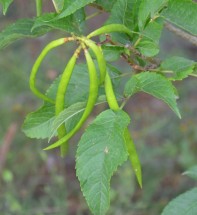 Live Plant Image