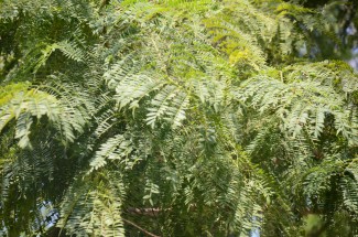Live Plant Image