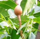 Live Plant Image