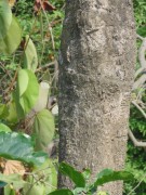 Live Plant Image