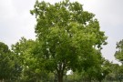 Live Plant Image