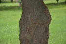 Live Plant Image