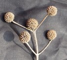 Live Plant Image