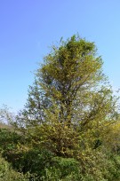 Live Plant Image