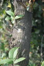 Live Plant Image