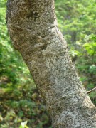 Live Plant Image