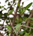 Live Plant Image