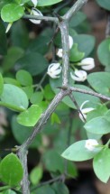 Live Plant Image