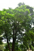 Live Plant Image