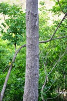 Live Plant Image