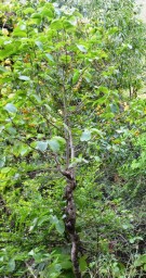 Live Plant Image