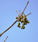Live Plant Image