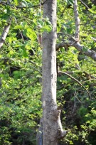 Live Plant Image