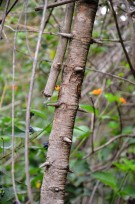 Live Plant Image