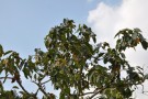 Live Plant Image