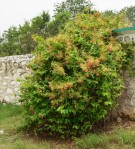 Live Plant Image