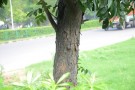 Live Plant Image