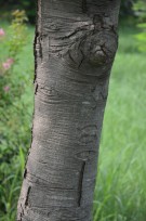 Live Plant Image