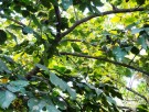 Live Plant Image