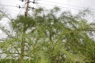 Live Plant Image