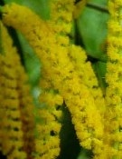 Live Plant Image